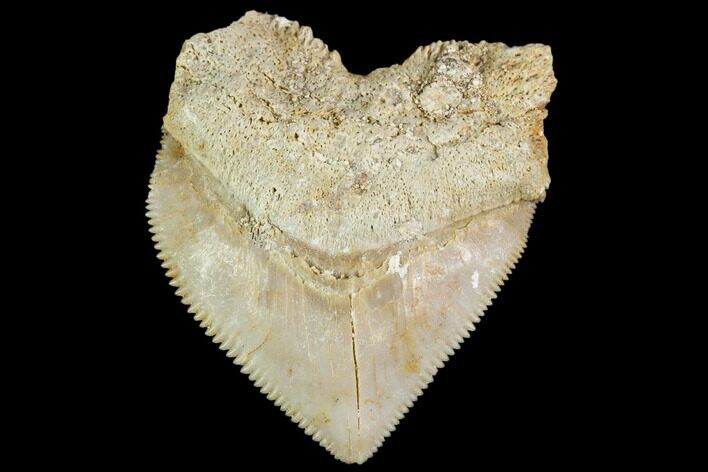 Fossil Crow Shark (Squalicorax) Tooth- Morocco #110105